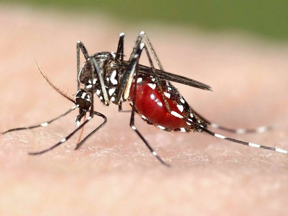 Bệnh teo não do virus Zika gây ra truyền qua muỗi