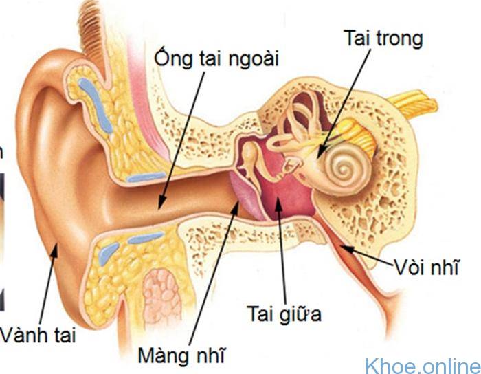 Cấu tạo của tai và bệnh viêm tai giữa