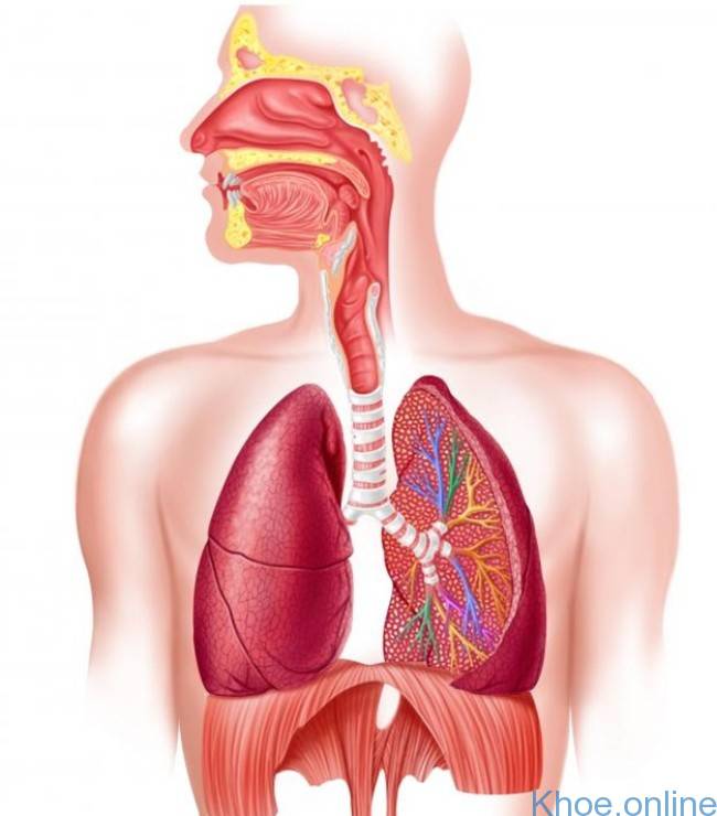 Bệnh xơ phổi ở người