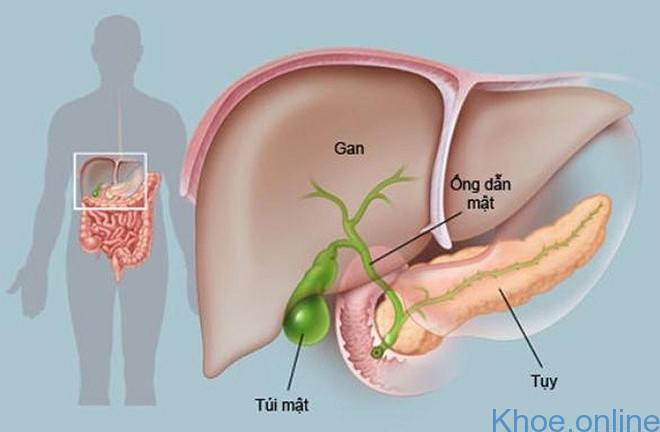 ung thư tuyến tụy ung thư tuyến tụy