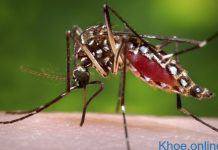 Dấu hiệu nhận biết nhiễm virus Zika