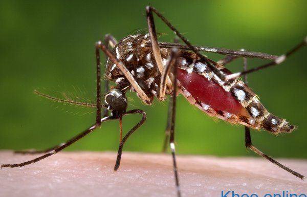 Dấu hiệu nhận biết nhiễm virus Zika