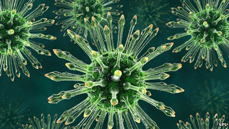 Tác nhân gây bệnh sởi ở trẻ em là virus sởi thuộc họ Paramyxoviridae Bệnh sởi ở trẻ em – Tác nhân gây bệnh và những biến chứng nguy hiểm