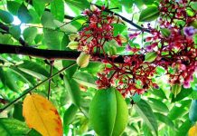 Chữa viêm da cơ địa bằng thuốc nam