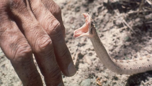 Khi rắn độc cắn phải xử trí như thế nào?