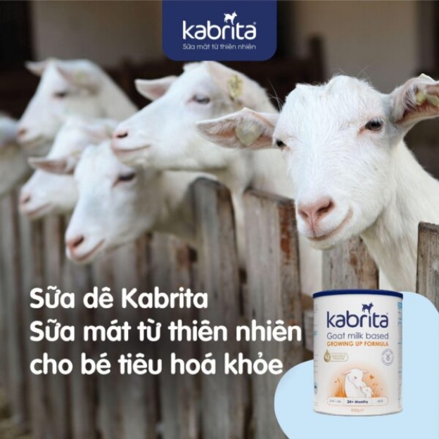 Sữa cho bé dị ứng đạm bò trên 1 tuổi - sữa dê Kabrita