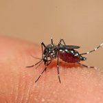 Dự báo 3,5 tỷ người mắc bệnh sốt xuất huyết đến năm 2080